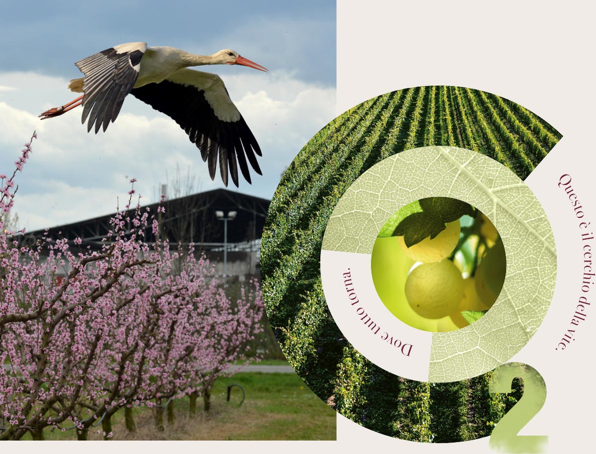 cicogna in volo vicino a stabilimento caviro. immagine vigna in un cerchio