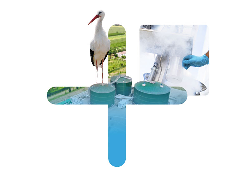 cicogna su biodigestore anaerobico con lavorazione bioenergia sullo fondo