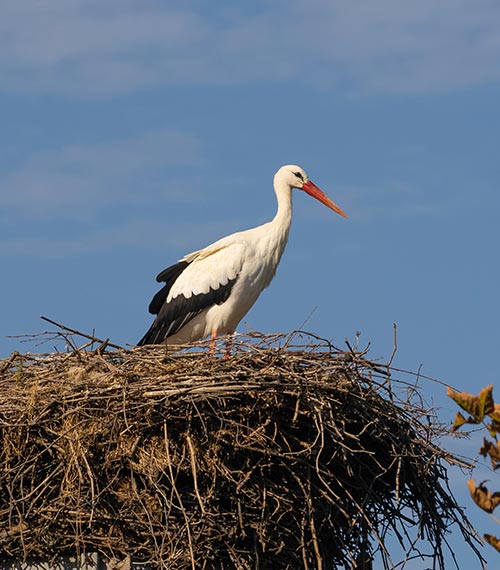 cicogna sul nido