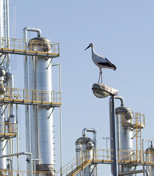 cicogna vicino a centrale termoelettrica