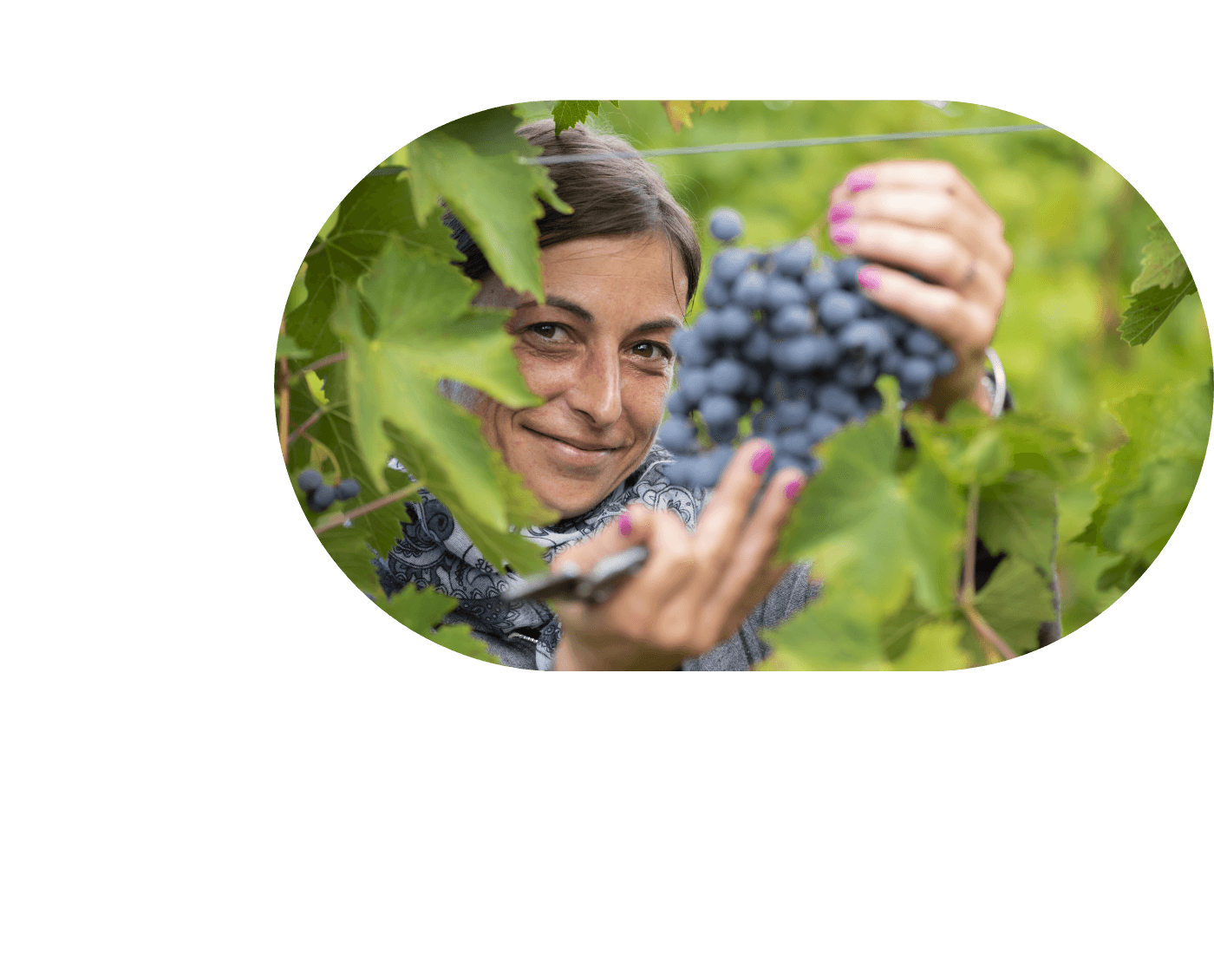 donna solleva uva raccolta