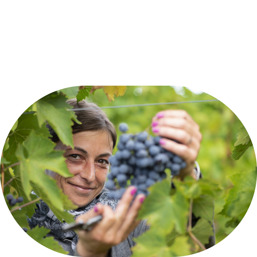 donna solleva uva raccolta