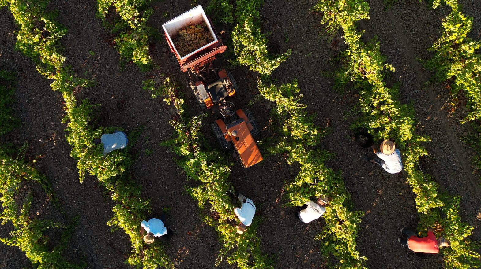 vigna con macchina agricola per la raccolta dell'uva