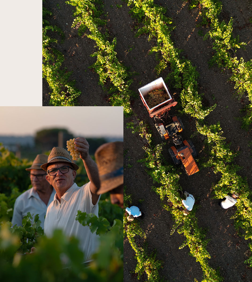 viticoltore colleva grappolo d'uva. sullo sfondo vigna con macchina agricola per la raccolta dell'uva