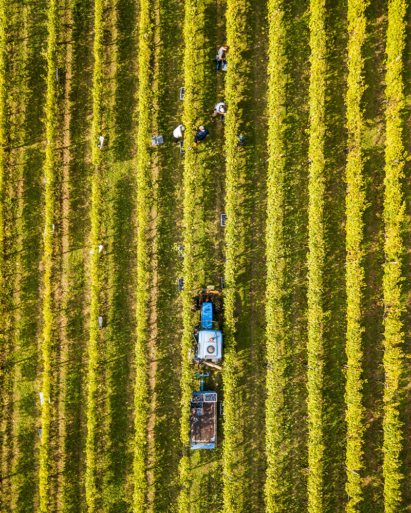 vigna con macchine agricole