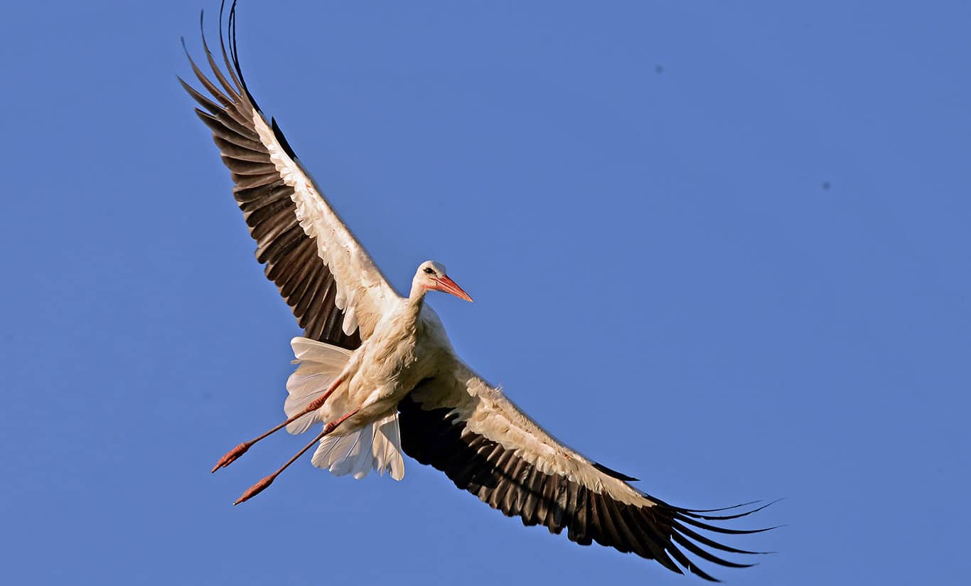 L’IMPEGNO PER L’OASI DELLE CICOGNE DI FAENZA