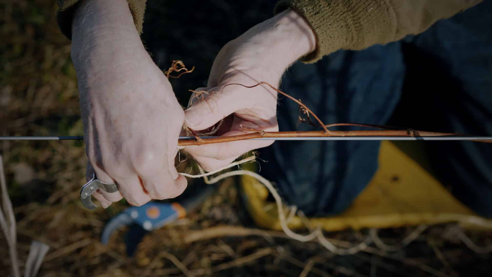 La filiera vitivinicola cerca soluzioni condivise per il cambiamento climatico Scollega